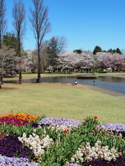 桜が咲いた池のある公園の風景