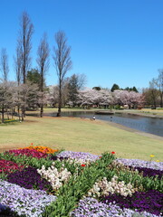 桜が咲いた池のある公園の風景