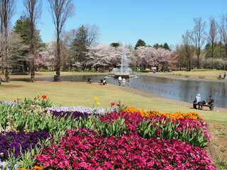 桜が咲いた池のある公園の風景