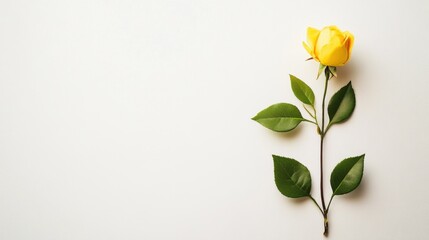 Obraz premium A stunning yellow rose with lush green leaves beautifully arranged on a clean white background. Perfect for themes of love, nature, and celebration.