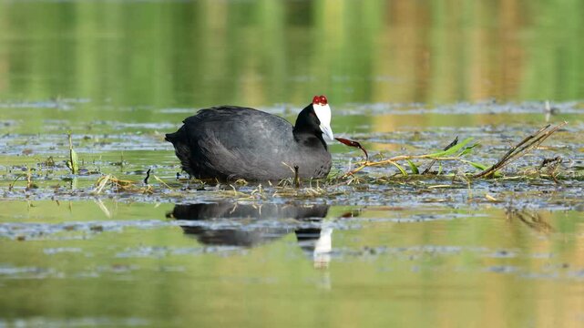 A pair of red-knobbed coots (Fulica cristata) building a nest in a pond, South Africa