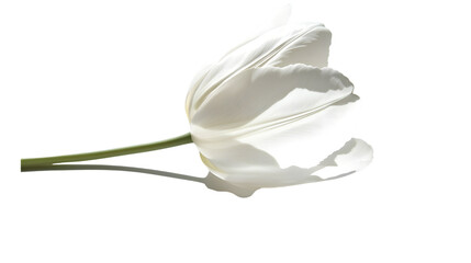 Obraz premium A single white tulip isolated on white background 
