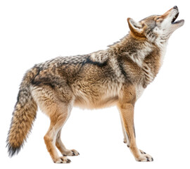 Obraz premium PNG Wolf howling background wildlife animal.