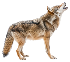 PNG Wolf howling background wildlife animal.