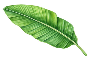 Obraz premium one banana leaf isolated on white background, PNG