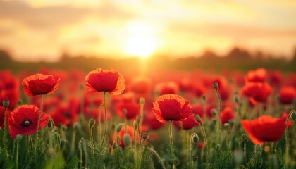 Fototapeta premium A vibrant field filled with red flowers under a beautiful sunset sky.