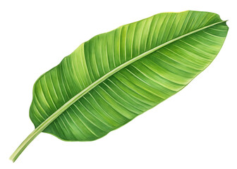 Obraz premium one banana leaf isolated on white background, PNG