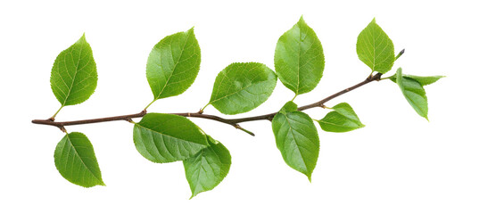 Fototapeta premium PNG Green leaves branch leaf plant eco-friendly.