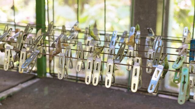 Butterfly farm with butterflies and their pupae hanging in a terrarium
