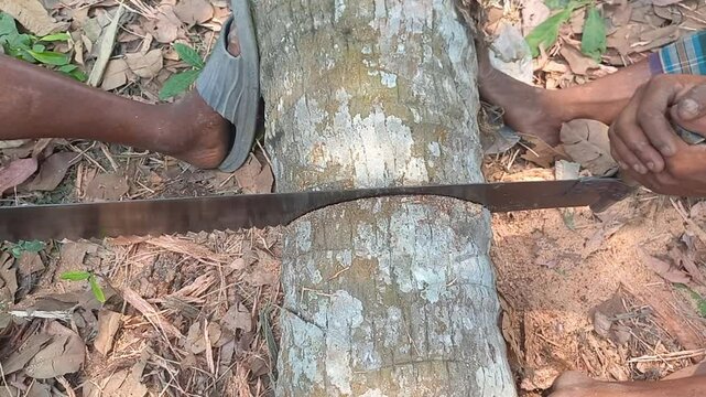Close-up shot of a person cutting a tree log with a manual hand saw in a rural outdoor setting &mdash; showcasing traditional wood cutting techniques in South Asia