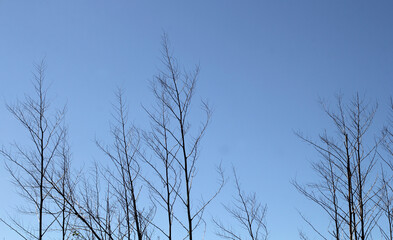 Bare leafless tree branches against a clear blue sky background