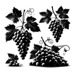 Obraz premium Create a Grapes silhouette vector style with white background