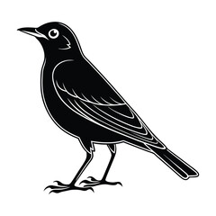 American robin vector illustration, American robin Silhouette, Bird vector art and illustration