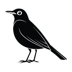 American robin vector illustration, American robin Silhouette, Bird vector art and illustration