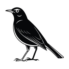 American robin vector illustration, American robin Silhouette, Bird vector art and illustration