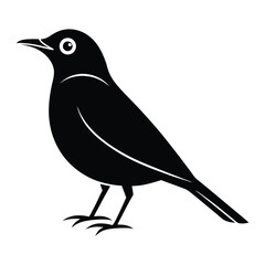 American robin vector illustration, American robin Silhouette, Bird vector art and illustration