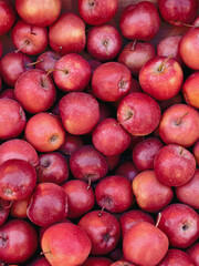 lots of red apples as a natural natural backdrop