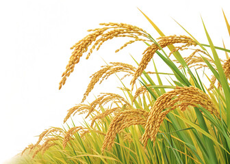 ripe paddy isolated on white background, PNG