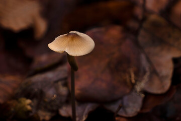 Mushroom on forest floor in Germany