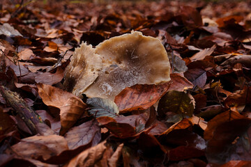 Mushroom growing on forest floor in Germany