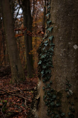 Green vine growing on side of tree
