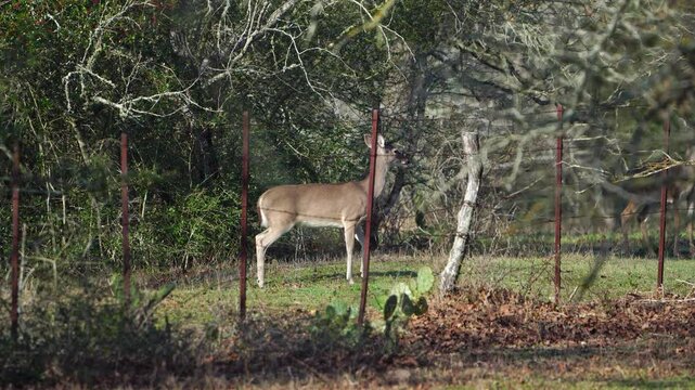 Observe an agitated and alert doe deer as it nervously moves in a circle while emphatically warning others by stomping its foot. This video captures the stressed behavior of this White-tailed Deer in 