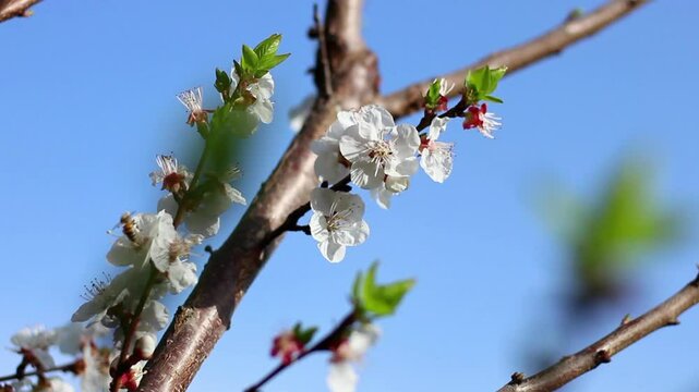 Flowering apricot tree in orchard under sun light in spring time. Close up, detail.	