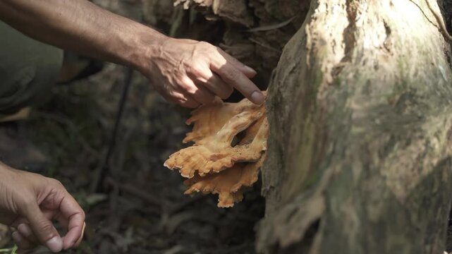 4K30 Close-up of Hands Investigating Hollo Pollo Fungus on a Fallen Dead Tree