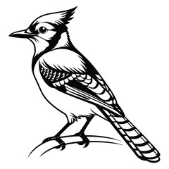 Blue jay bird black silhouette, Blue jay vector art and illustration, Bird vector 