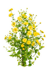 Yellow flower bush isolated
