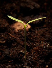A small green plant is growing in the dirt