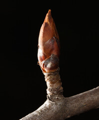 A small brown bud on a tree branch