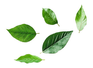 Fototapeta premium PNG Green Floating Leaves leaves leaf floating.