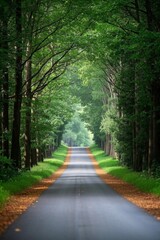 a view of a road that is lined with trees and leaves