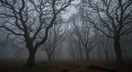 Spooky foggy forest with bare trees in a mysterious atmosphere  