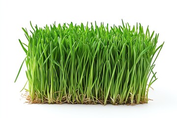 Vibrant green grass sprouts with visible roots against a pure white backdrop. Perfect for spring, nature, and healthy food themes.