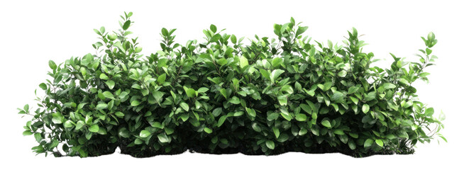 Obraz premium PNG Bush background isolated plant.