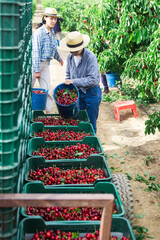 Asian women gardeners with big blue buckets filling crates with freshly picked cherries at farm...