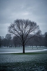 Obraz premium arafed tree in a snowy park with a bench and a snow covered field