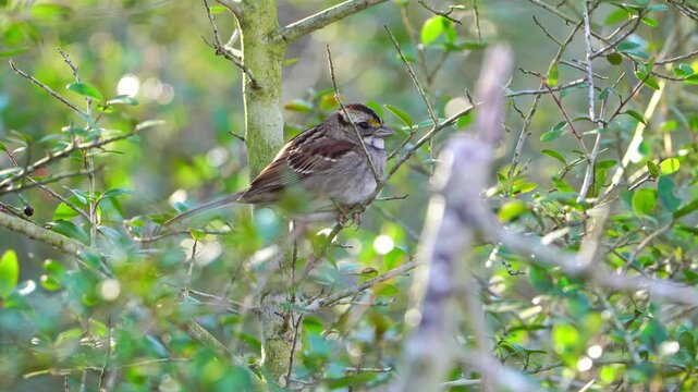 Watch this cute little White-throated Sparrow as it perches amongst the vibrant green leaves of a Yaupon Holly tree. 