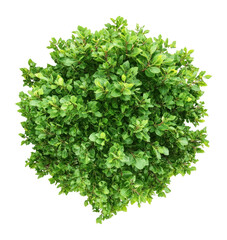 Obraz premium PNG Real sycamore tree leaves leaf background.