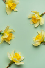 Daffodils creating a frame on light green background