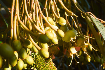 Monthong durian flower Close-up of flowering plant on tree, Indonesia