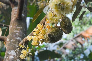 Monthong durian flower Close-up of flowering plant on tree, Indonesia