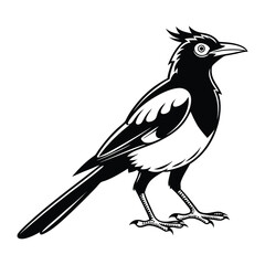 Cedar waxwing bird silhouette on a white background, Modern vector art and illustration. 