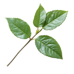 Fototapeta premium Lush Green Rose Leaves on Branch Isolated Black Background