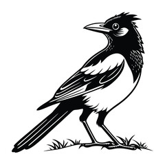 Cedar waxwing bird silhouette on a white background, Modern vector art and illustration. 
