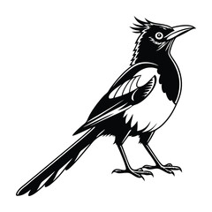 Cedar waxwing bird silhouette on a white background, Modern vector art and illustration. 