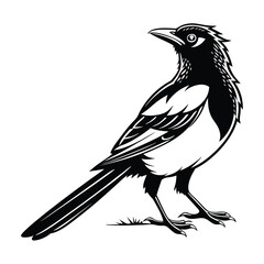 Cedar waxwing bird silhouette on a white background, Modern vector art and illustration. 