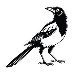 Cedar waxwing bird silhouette on a white background, Modern vector art and illustration. 